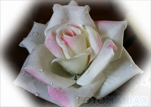 roza